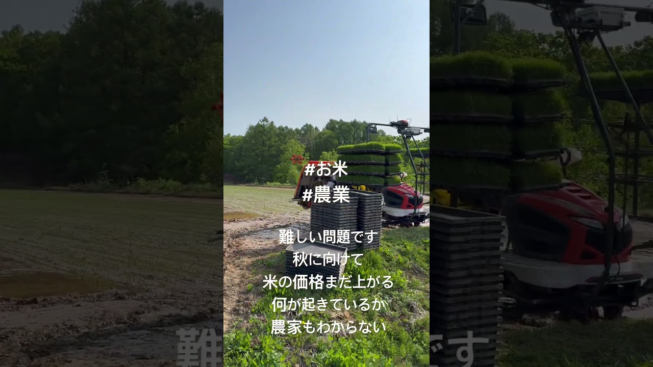 令和７年度 秋に向けてまだまだお米の価格が上昇の見込み #農業 #稲作 #お米