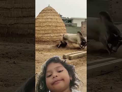 Bailo ki larayi #animals #ox #cow #bannibullfight #oxygen #song #bull #feedofbull #buffalofight