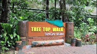 preview picture of video 'The Tree Top Walk Sungai Sedim'