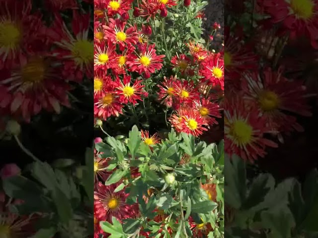 Стандарт поставки видео №1 Хризантема Медные трубы Стандарт поставки видео №1 Хризантема Медные трубы