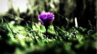 Enya - Sumiregusa (Wild Violet)