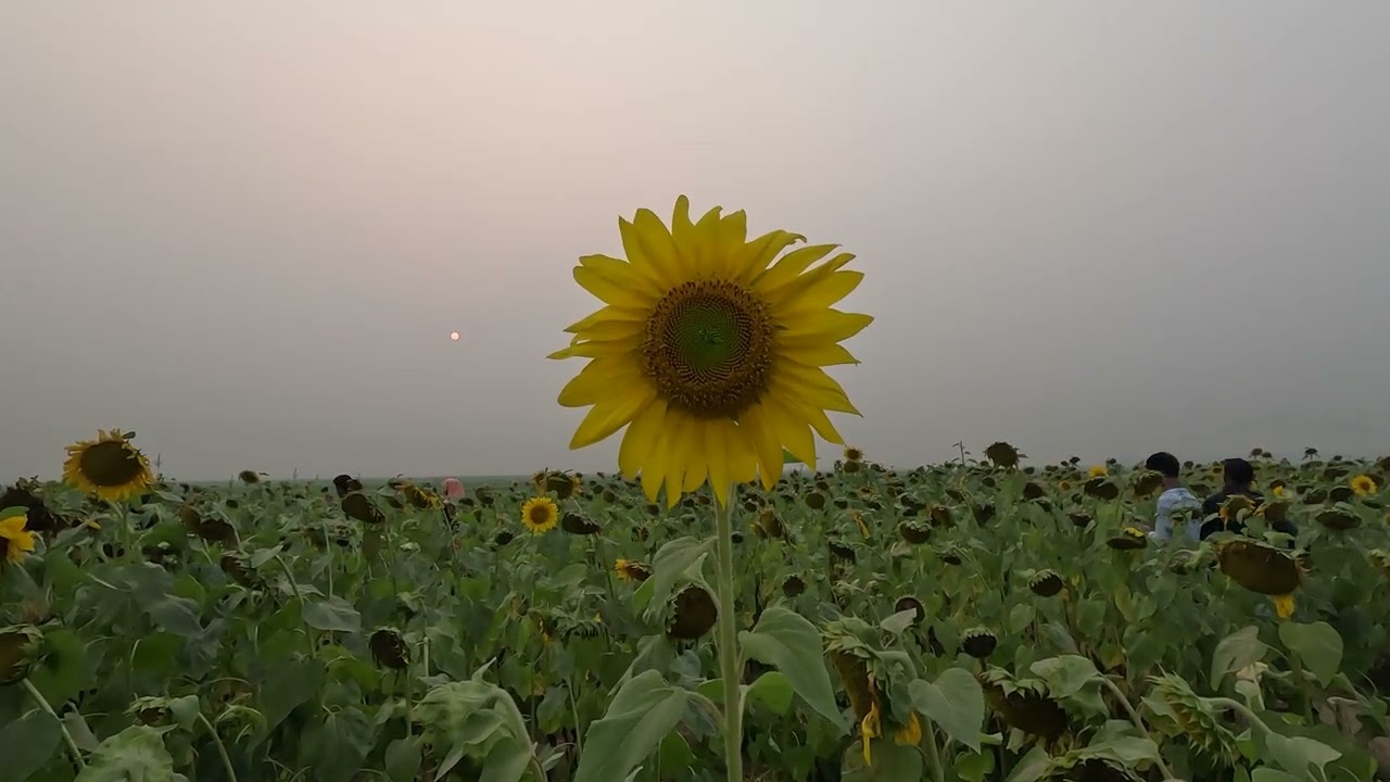 Flowers moving with the wind free download