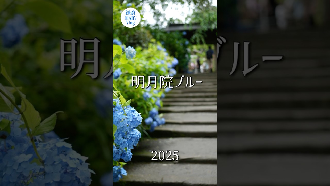 北鎌倉 明月院ブルー 2025年6月15日 KAMAKURA DIARY Shorts No.34 #鎌倉diary_vlog #鎌倉 #紫陽花