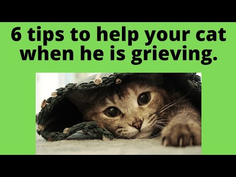 6 tips to help your cat when he is grieving.