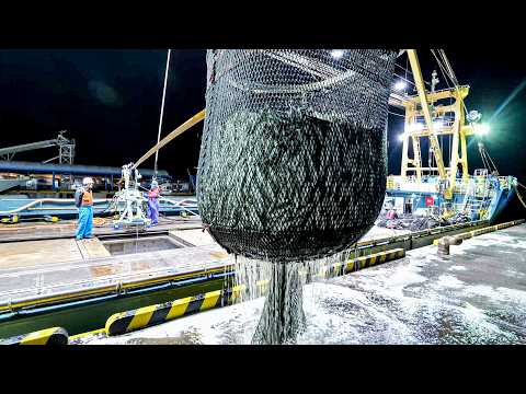 Catch 100 tons of horse mackerel! A look at Japanese technology from capture to shipping.