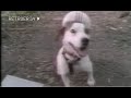 FANMADE PBS KIDS Promo Wishbone WDHL TV 2009