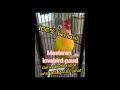 Masteran Lovebird Paud Durasi Jeda Rapat Lovebird PAUD Durasi