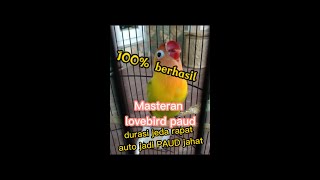 Download lagu Masteran lovebird paud durasi jeda rapat #lovebird PAUD durasi mp3