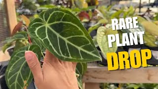 INSANE Rare Plant Drop at the Nursery! 👀 Anthurium Luxurians + More ...