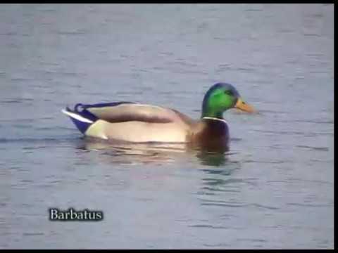 Ánade azulón ( Anas platyrhynchos)