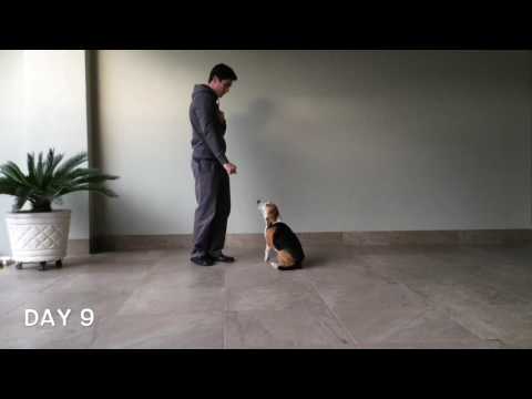 TRAINING A DOG PROJECT 2016-2017 - Jorge Eduardo Alatorre Section G