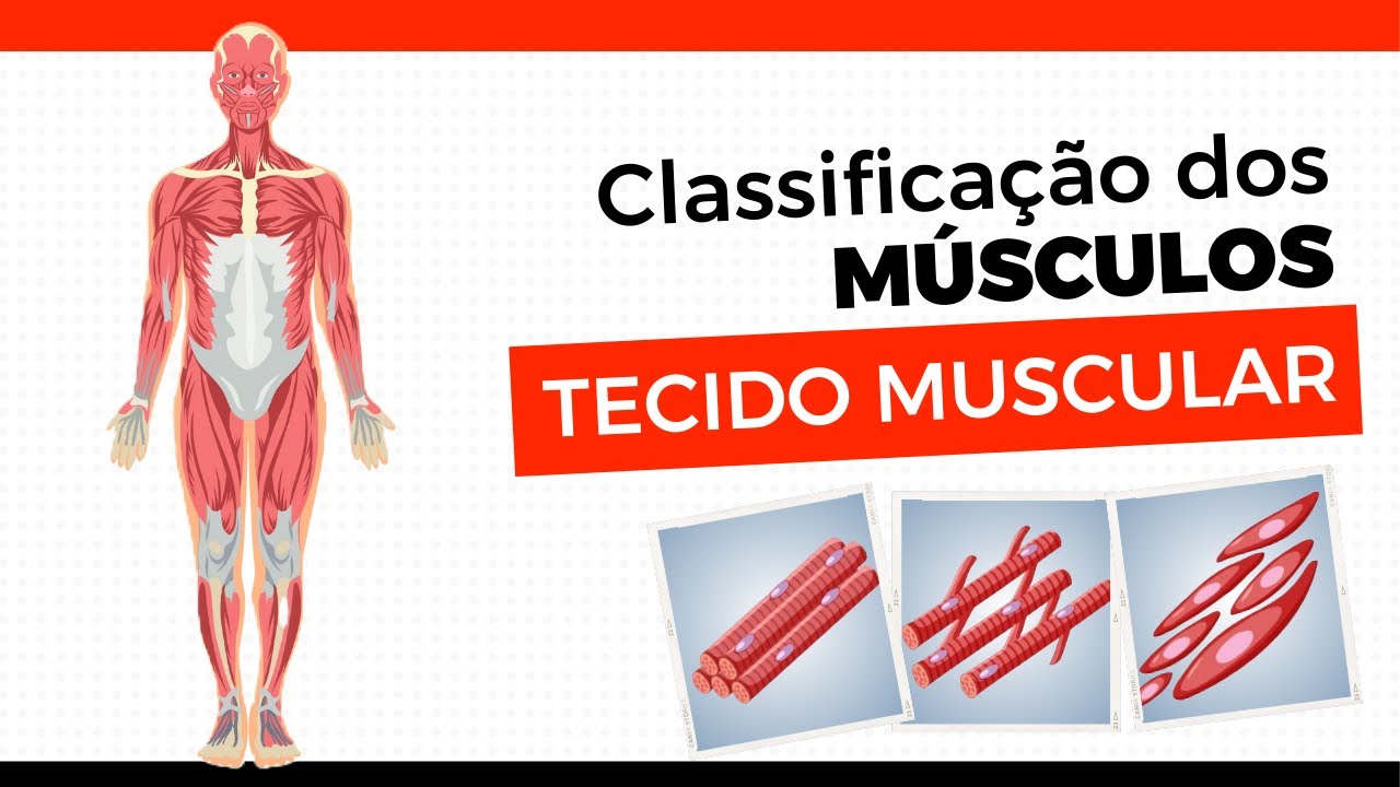 Tecido muscular| Músculo estriado esquelético, estriado cardíaco e liso