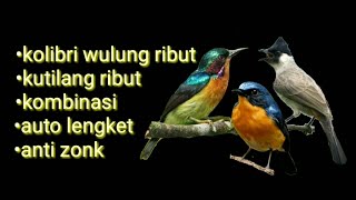 Download lagu suara burung kolibri wulung ribut kobinasi kutilang ribut cocok untuk pikat semua jenis burung kecil mp3 Download lagu suara burung kolibri wulung ribut kobinasi kutilang ribut cocok untuk pikat semua jenis burung kecil mp3