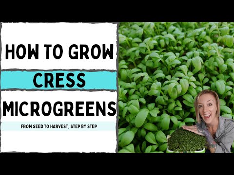 How to Grow Cress Microgreens - Full Walkthrough - On The Grow