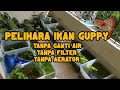 CARA PELIHARA IKAN GUPPY SECARA NATURAL TANPA FILTER TANPA AERATOR TANPA GANTI AIR