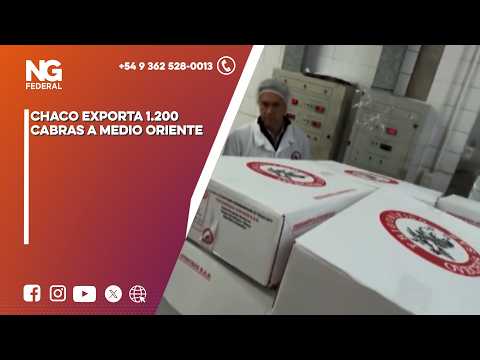 NG FEDERAL - CHACO EXPORTA 1 200 CABRAS A MEDIO ORIENTE