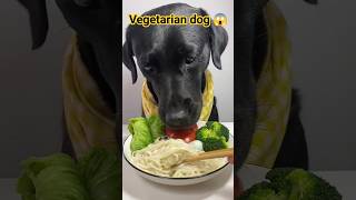 Download lagu vegitarian dog eating brokli and chaumin #shorts #dog #chinese mp3 Download lagu vegitarian dog eating brokli and chaumin #shorts #dog #chinese mp3