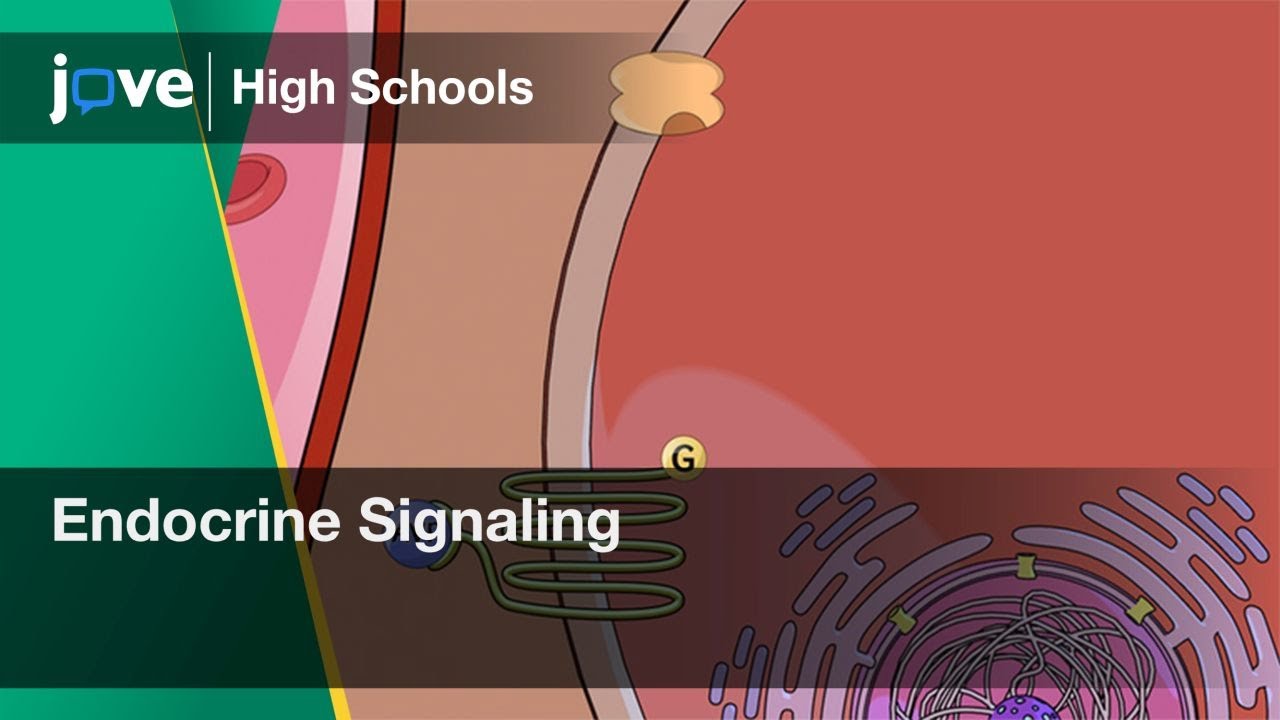 Endocrine Signaling | Bio | Video Textbooks - Preview