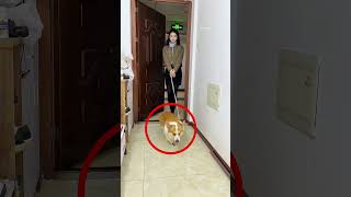 Cachorro trás Itens em Troca de Ração Premium