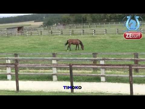 Bande Annonce - Bruno MARIE et Le Haras de Sassy bientôt sur A2TURF.COM