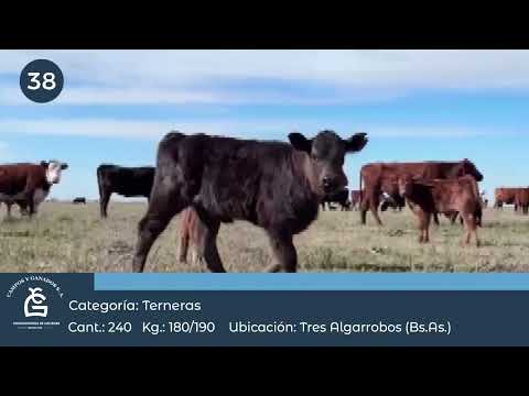 Lote Hembras a término - Gral Villegas Bs As