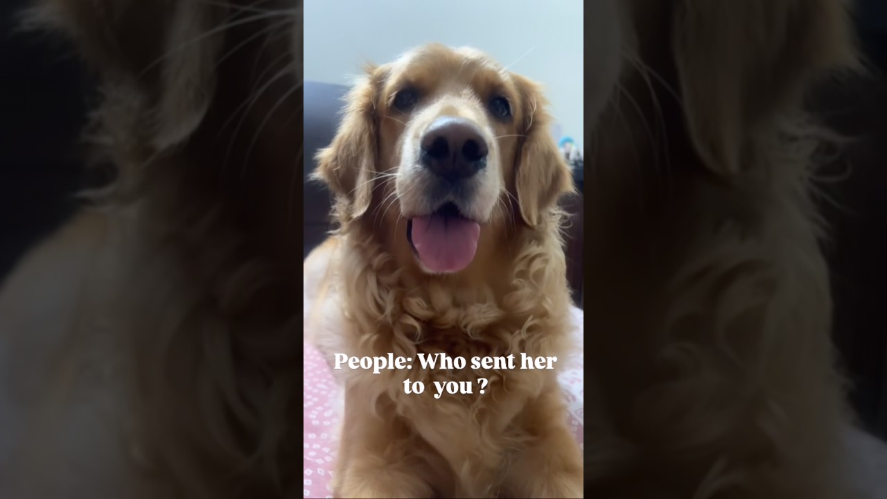 Just a coco #goldenretriever #kidsvideo #funnyvideo #trending
