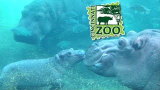 Cincinnati Zoo Tour & Review with The Legend