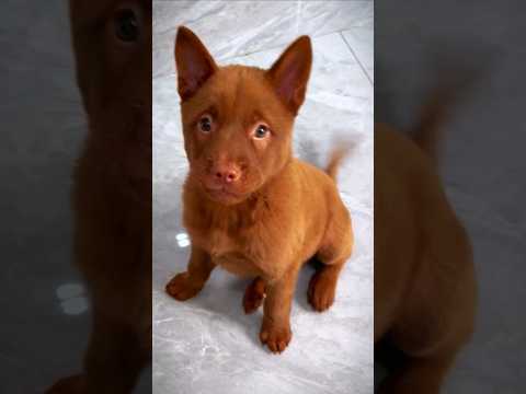 golden dog sound 🐶🐾 dog barking #shorts