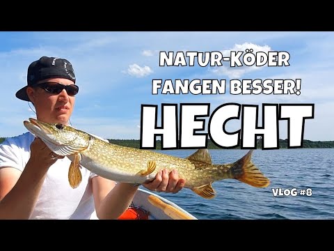 Mit Köderfisch auf Hecht | Naturköder besser? | Angeln an der Seenplatte Teil 2/2 | Vlog #8