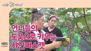 [나는농부다 267회] 언니들의 도움으로 키우는 샤인머스캣