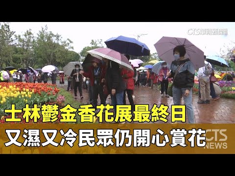 士林鬱金香花展最終日　又濕又冷民眾仍開心賞花