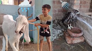 Mubeen Na Dholoo Bholoo Ko Nahla ⛆ Diya Aor Eagle Ko B Nahla Diya - Goat & Eagle Bath - 3mbvlogs
