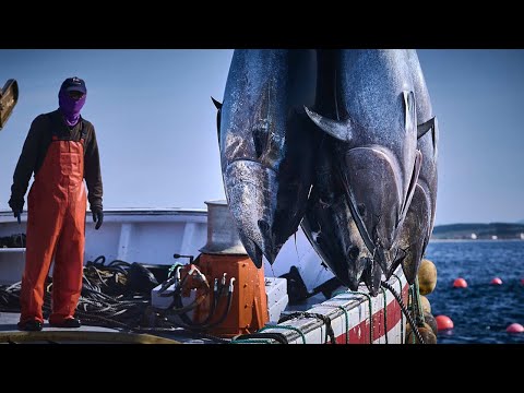 Havest Giant Bluefin tuna, Tuna Fishing Nets - Catch Hundreds Tons of Giant Tuna Fish!