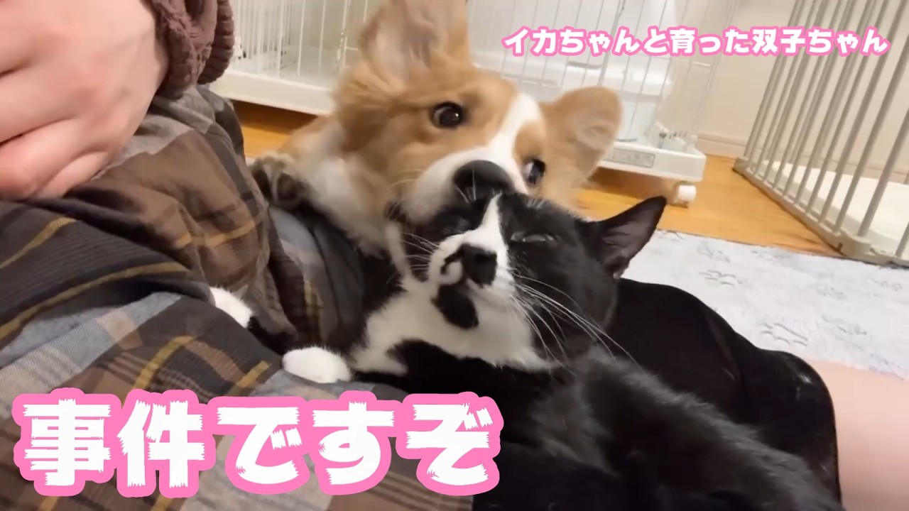 事件ですぞ  イカちゃんと育った双子ちゃん  ハナも復活したようです  2026 04 04 2