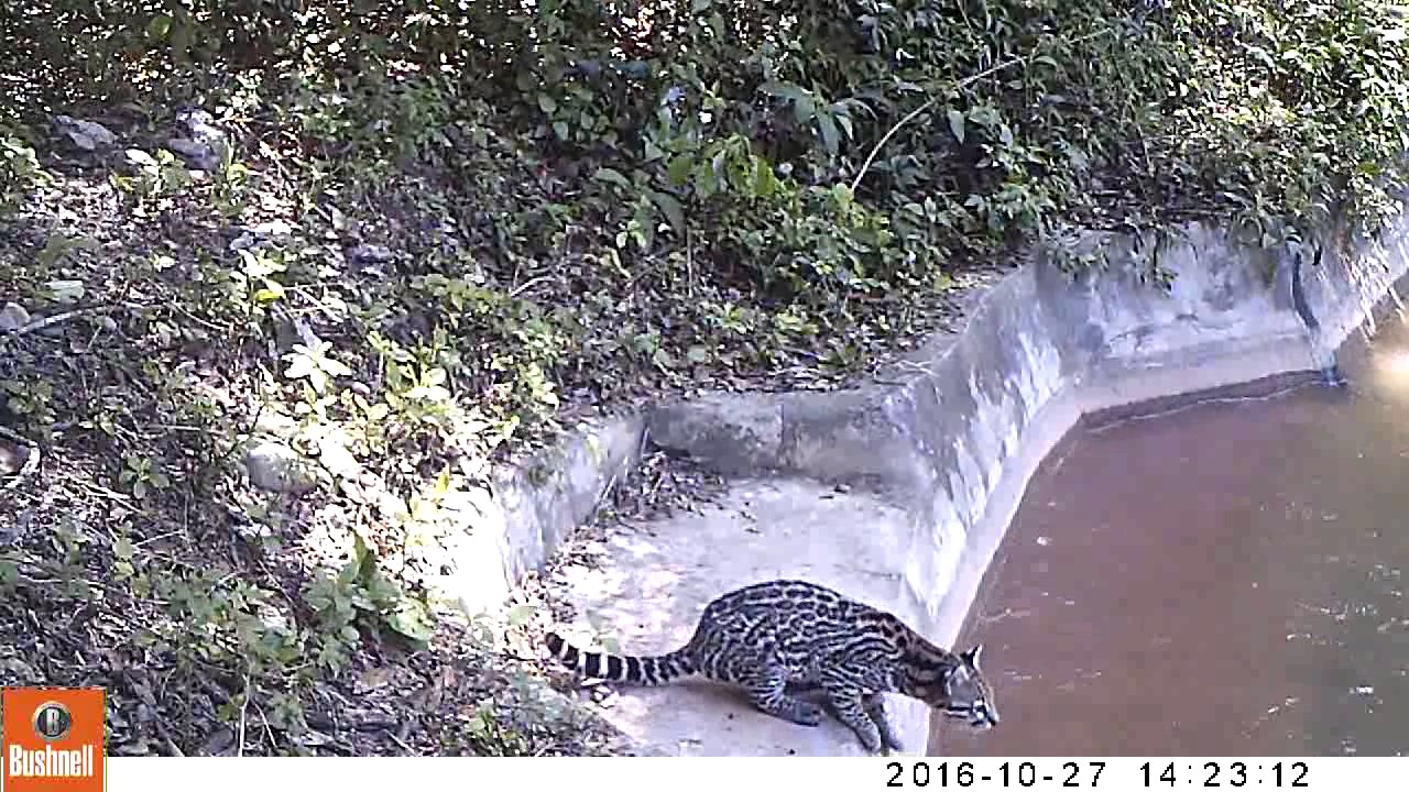 Ocelote (Leopardus pardalis) tomando agua en canal de riego
