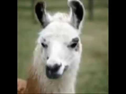 DJ Mike Liama - Llama Whippin' Intro