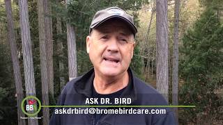 BBN 3 25   Christmas Treats for Birds, Shade Grown Coffee and Extreme Weather