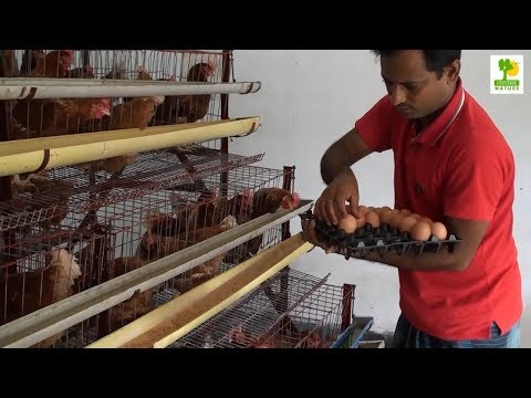 Home Business Ideas-Layer Chicken Farming Plan and Starting a Business at Poultry Farming