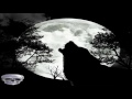 Fox Sounds In The Night