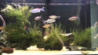 Download lagu Fluval Roma 200 - Aquarium mp3 Download lagu Fluval Roma 200 - Aquarium mp3