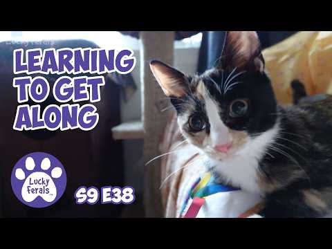Learning To Get Along - Rescue Kitten Days 40 41 - Lucky Ferals Cat Vlog S9 E38