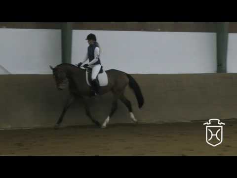 02 Holsteiner Stute von Casall - Cassiano - Contendro II