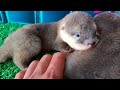 READY BABY BERANG BERANG OTTER
