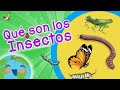 Qué Son Los Insectos Tipos De Insectos Videos Educativos Para Niños