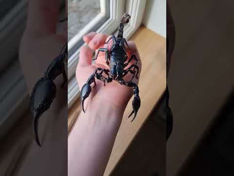 Scorpion Growth 🔥🔥🔥 #scorpion #animal #spider #millipede