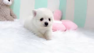 ハーフ犬の動画01