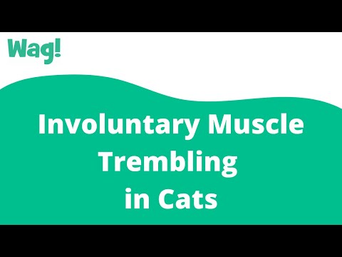 Involuntary Muscle Trembling in Cats | Wag!
