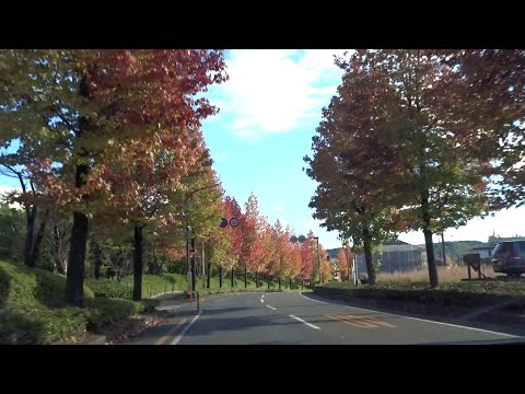 【飯能美杉台】モミジバフウの美しい並木道 日本の美しい並木道