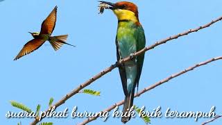 Download lagu Suara pikat burung krik krik mp3