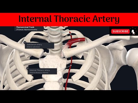 Internal Thoracic Artery | Origin | Termination | Branches | Clinical Importance
